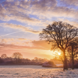 frosty field