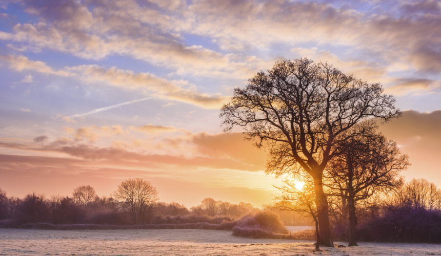 frosty field