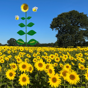 sunflower field 