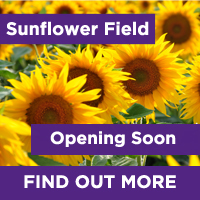 Sunflower Field Opening Soon