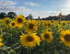 sunflowers