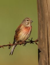 linnett bird 