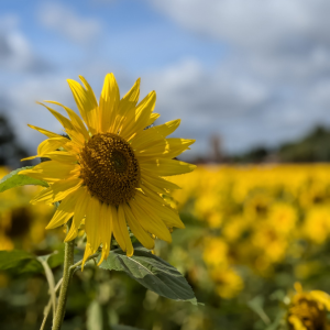 sunflower
