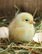 chick