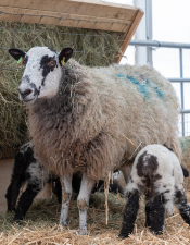 ewe and lambs at easter 