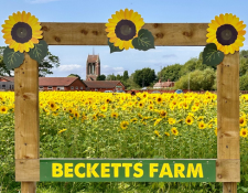 sunflower field 