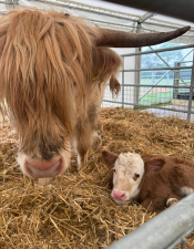 cow and baby calf 