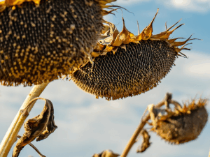sunflowers ready to harvest