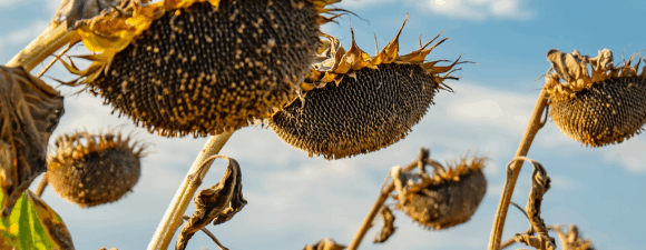 sunflowers ready to harvest