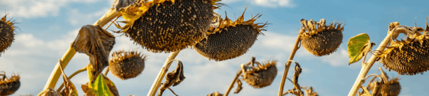 sunflowers ready to harvest