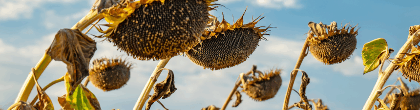 sunflowers ready to harvest