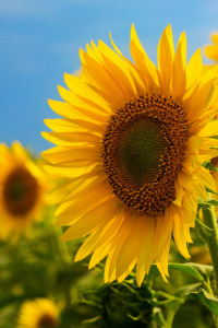 sunflower in bloom